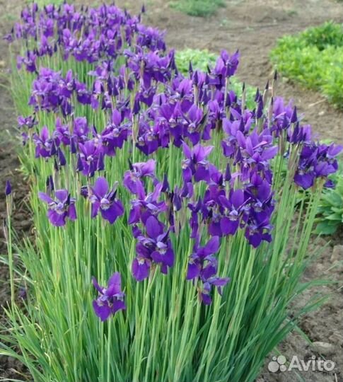 Ирисы сибирские саженцы