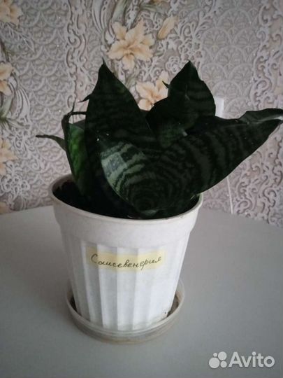 Сансевиерия