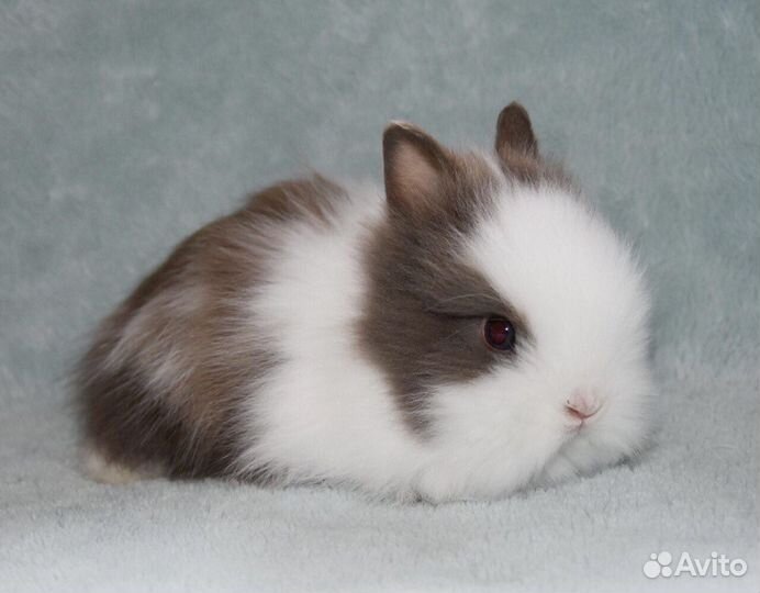 Кролики из Питомника. Срочная Доставка