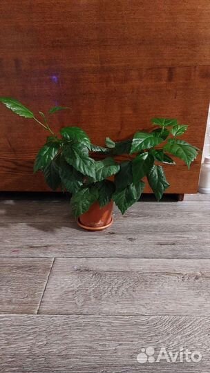 Гибискус махровый