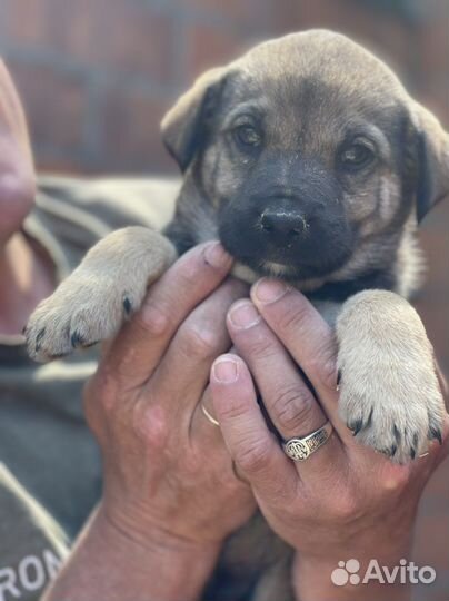 Шикарные малыши в дар