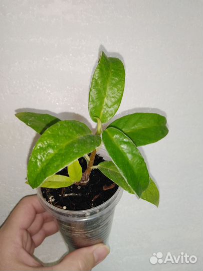 Фикусы сортовые
