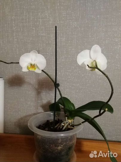 Орхидея фаленопсис