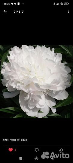 Пионы 2-3 почки