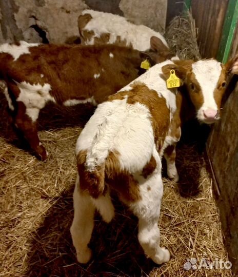 Бычки и телята