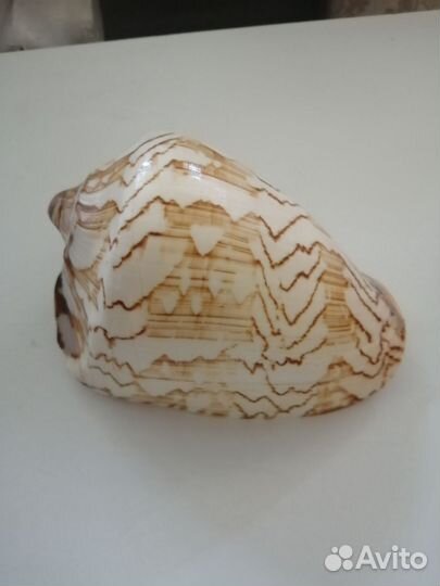 Ракушка морскся