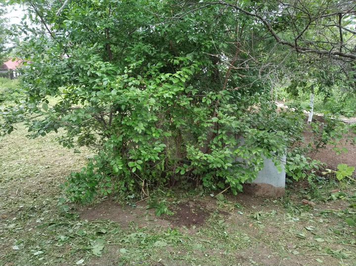 Участок 4,3 сот. (СНТ, ДНП)