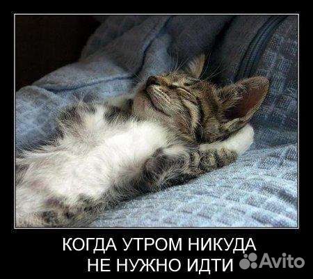 Сирийский хомяк