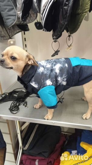 Вязка кобель чихуахуа