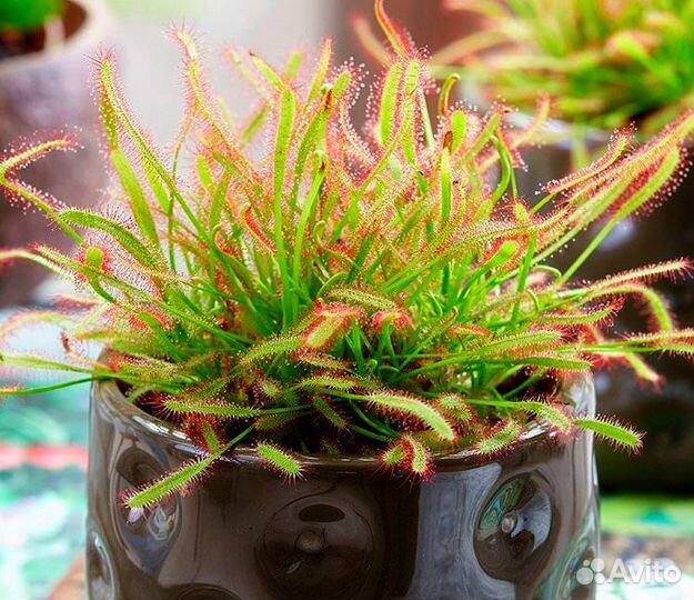 Росянки Capensis Rubra, Alba/Кислица/Oxalis