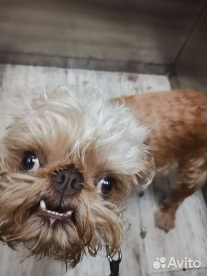 Вязка собак. Случка собак