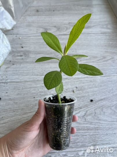 Синадениум (молочай)