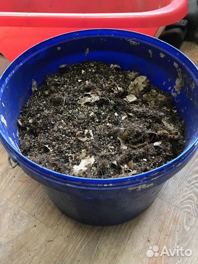 Коконы красного калифорнийского червя