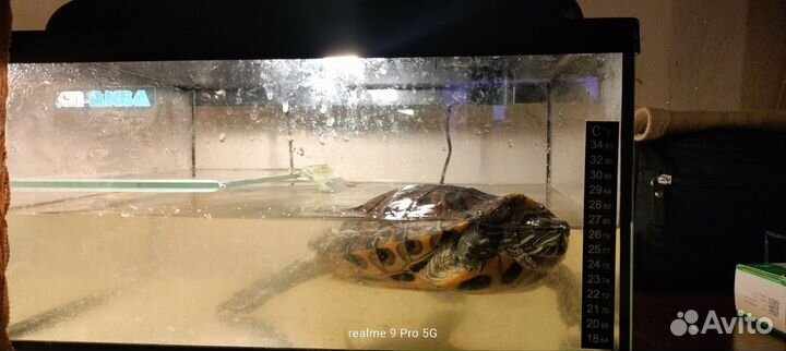 Красноухая черепаха