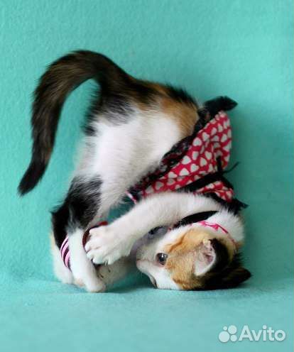 Котята 2 мес