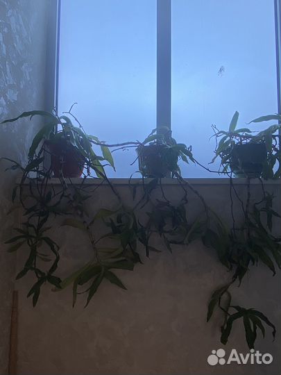 Золотой ус растение