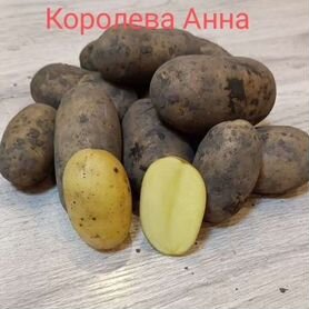 Продам картофель семенной