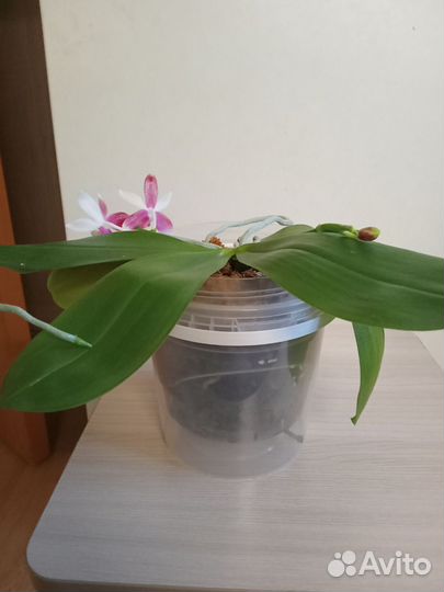 Фаленопсис ароматный Phal.speciosa 