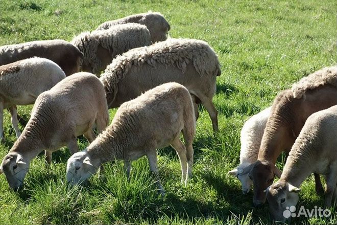 Катумский барашек