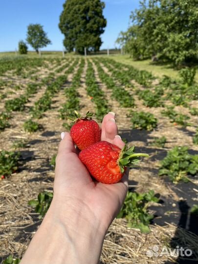 Рассада клубники альба,азия