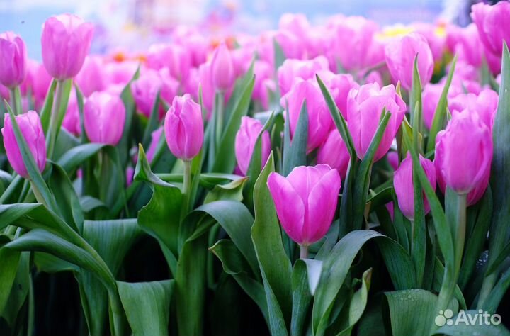 Луковицы тюльпанов опт. Голландия