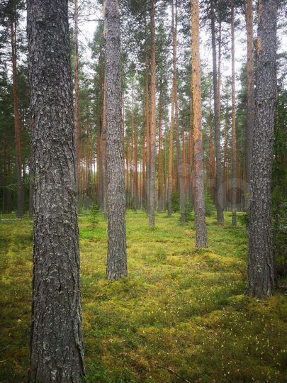 Участок 1,03 га (СНТ, ДНП)