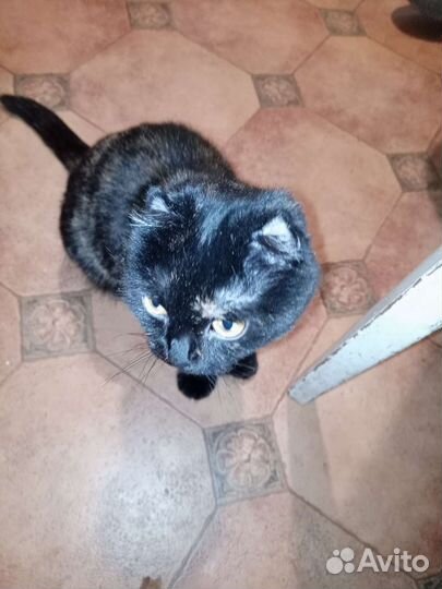 Кошка в дар