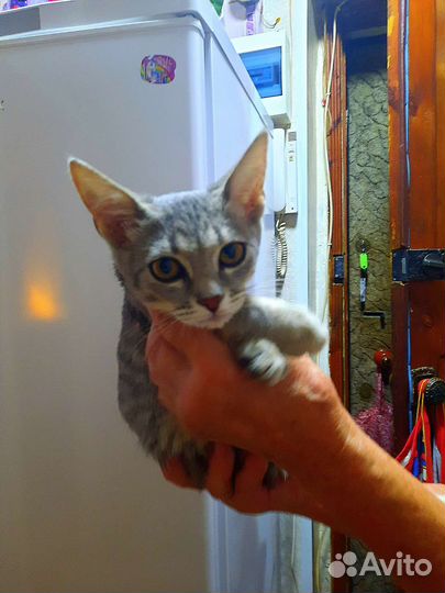 Котята в дар