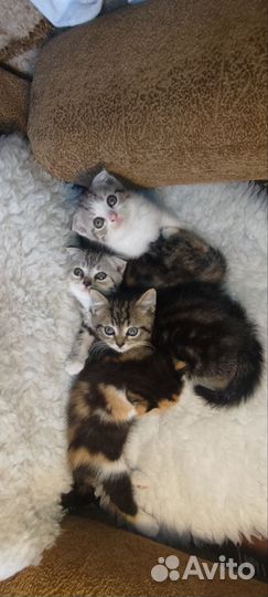 Котята в добрые руки