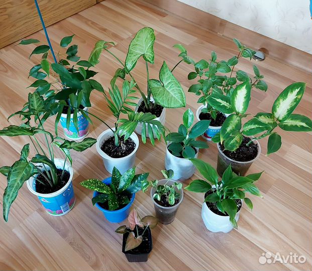Комнатные цветы