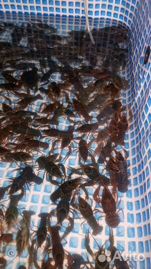 Живые раки, камчатский краб, устрицы живые, мидии