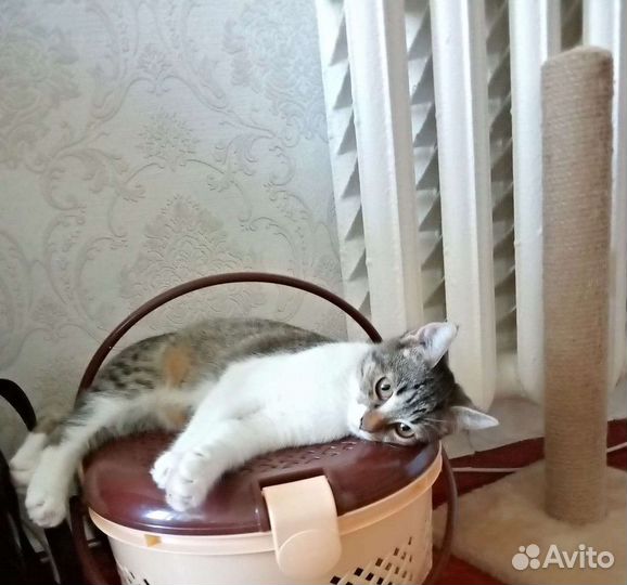 Европейская