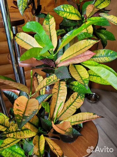 Кротон Миссис Айстон