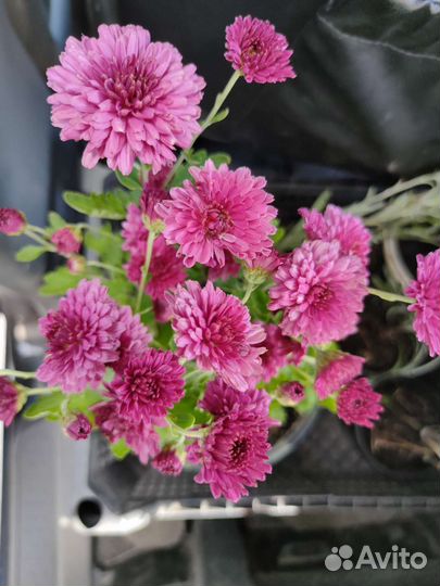 Букет хризантем в горшочке на подарок