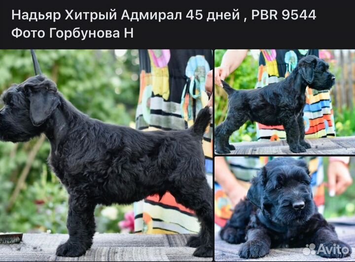 Щенки Русского Черного Терьера