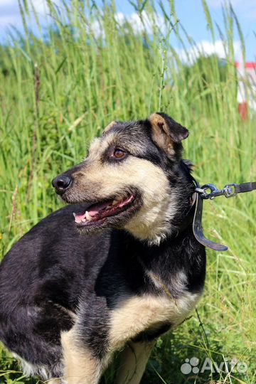 Собака Стрелка