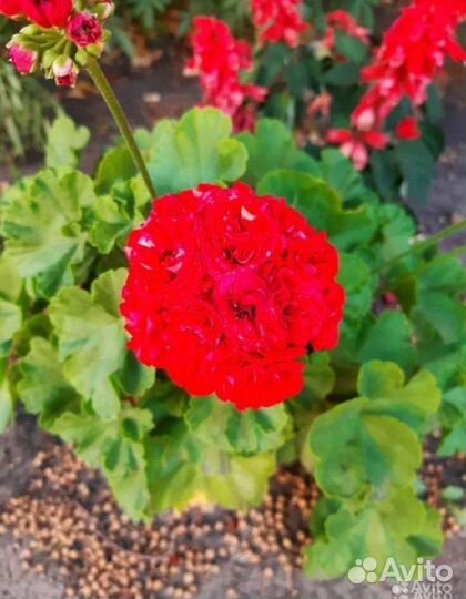 Герань розебудная