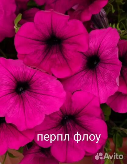 Петунии остатки