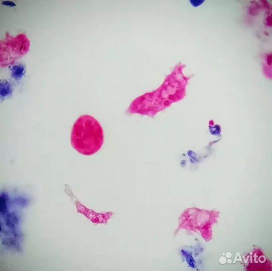 Микропрепарат Амеба для просмотра в микроскоп