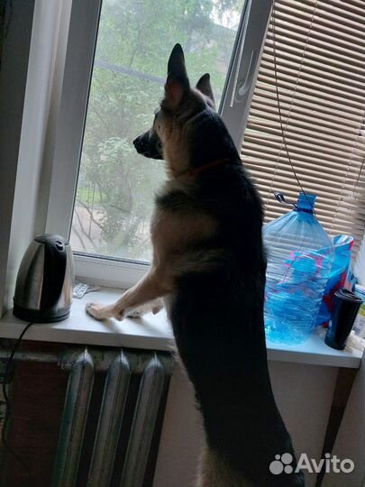 Вязка сучка Овчарка без доков