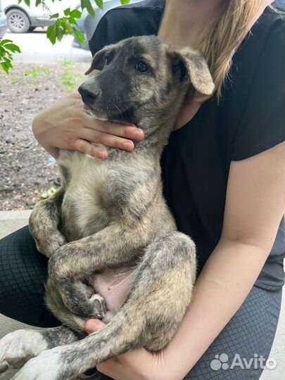 Добби ищет дом :)