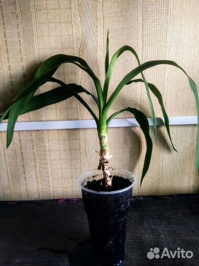 Пальма Юкка (Драцена)