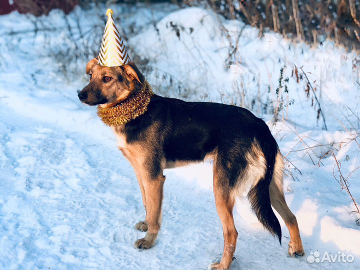 Собака Джуля