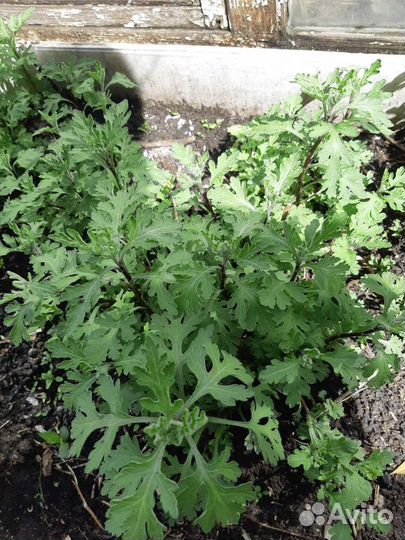 Хризантемы мультифлора,обьёмные