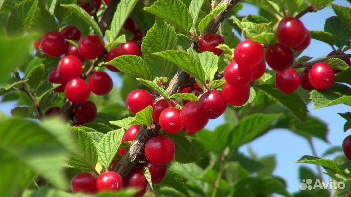 Саженцы войлочной вишни