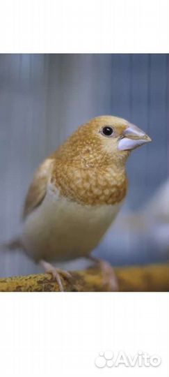 Японские амадины