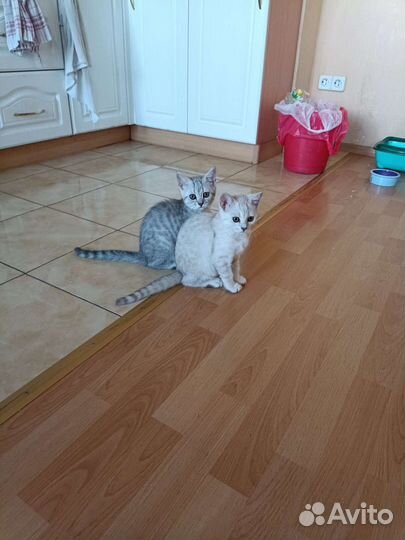 Британские котята
