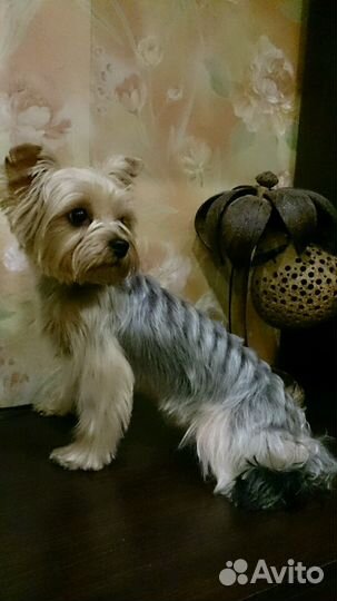 Стрижка собак Йорков, Йоркширских терьеров