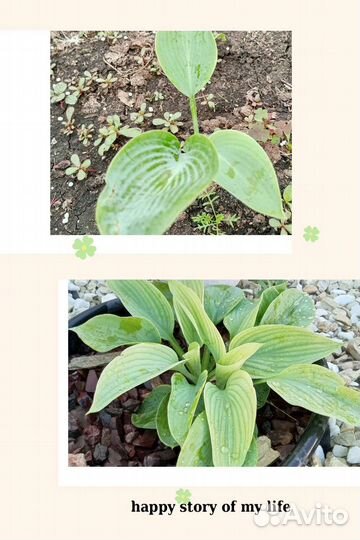 Хосты сортовые