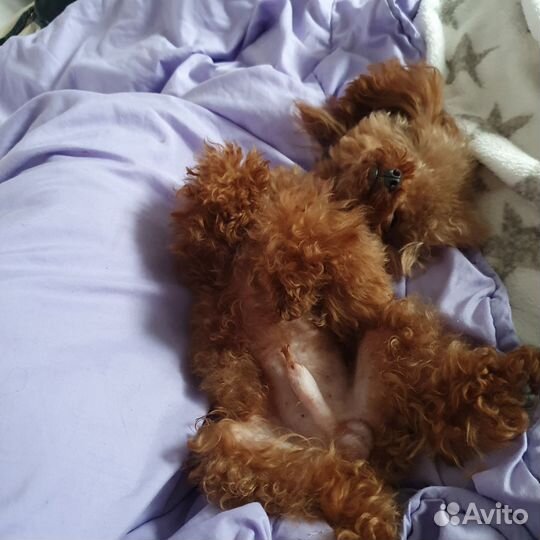 Вязка кобель тедди той-пудель